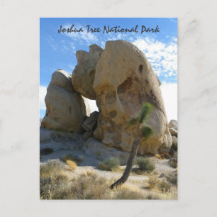 Joshua Tree Park Postcard! Postcard