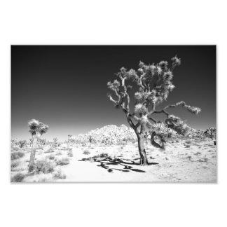 Joshua Tree Photo Print