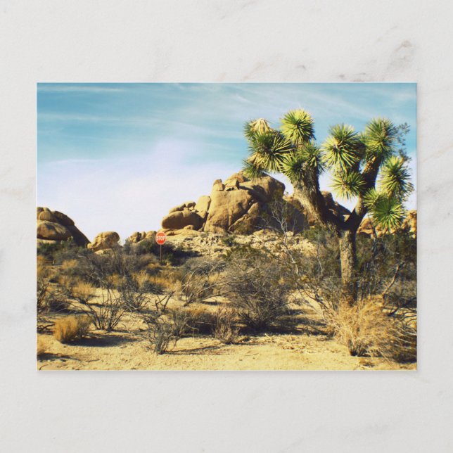 Joshua Tree Postcard (Front)