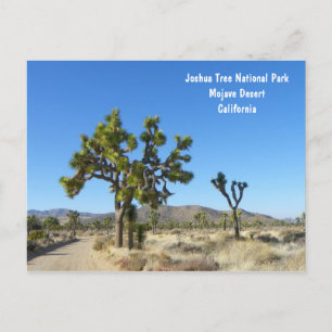Joshua Tree Postcard! Postcard
