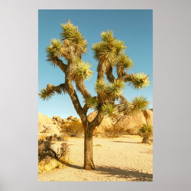 Joshua Tree Poster (Front)
