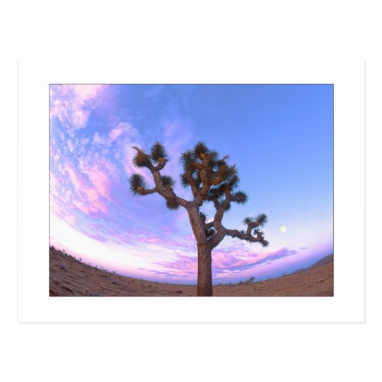 "Joshua Tree Swirl" Postcard