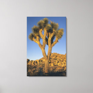 Joshua Tree, Yucca brevifolia), and granite Canvas Print