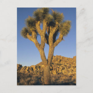 Joshua Tree, Yucca brevifolia), and granite Postcard