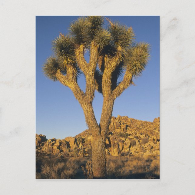Joshua Tree, Yucca brevifolia), and granite Postcard (Front)