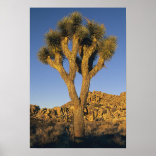 Joshua Tree, Yucca brevifolia), and granite Poster