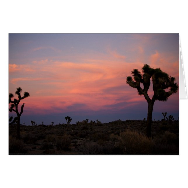 Joshua Trees au coucher du soleil (Devant Horizontal)