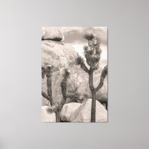 Joshua Trees Canvas Print