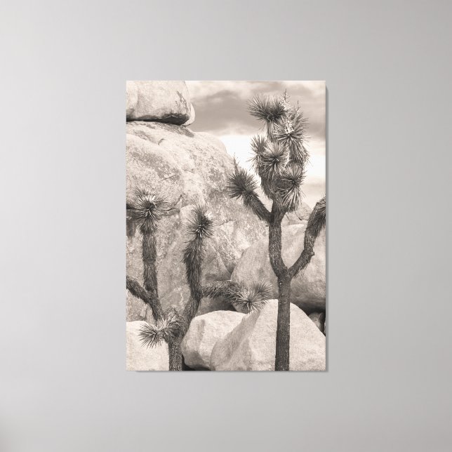 Joshua Trees Canvas Print (Front)