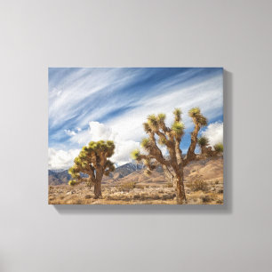Joshua Trees in Desert Canvas Print