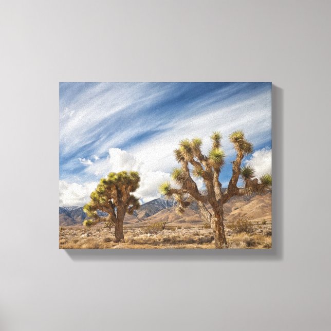 Joshua Trees in Desert Canvas Print (Front)