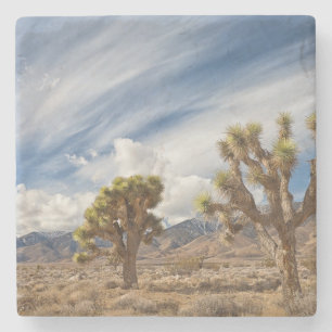 Joshua Trees in Desert Stone Coaster
