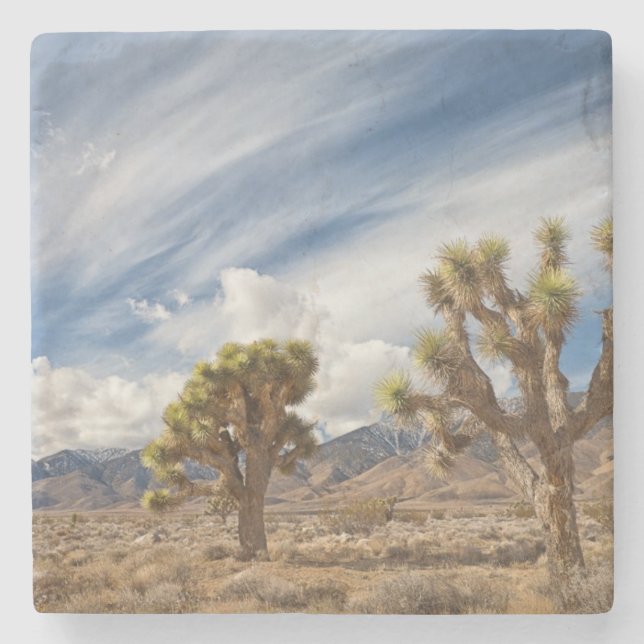 Joshua Trees in Desert Stone Coaster (Front)