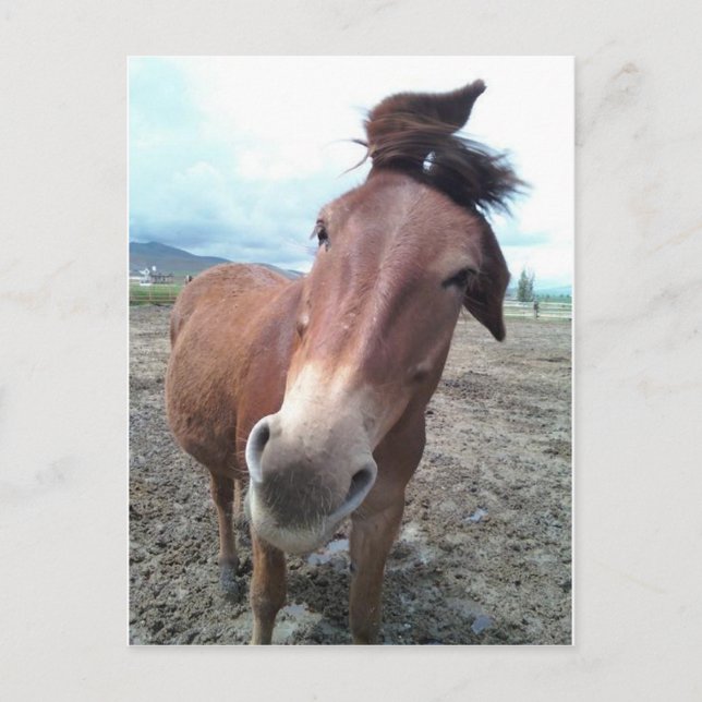 Josie, the funny mule postcard (Front)