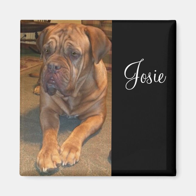 Josie the mastif. Change to your mastif's name Magnet (Front)