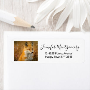 Jote Red Fox Wilderness Nature Photographie