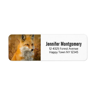 Jote Red Fox Wilderness Nature Photographie