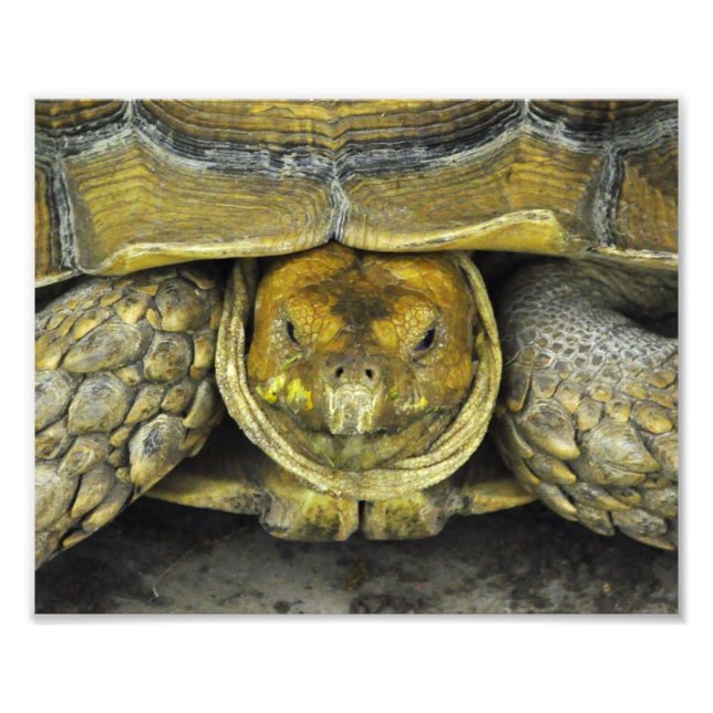 Jote Tortoise Bonjour Poster (Devant)