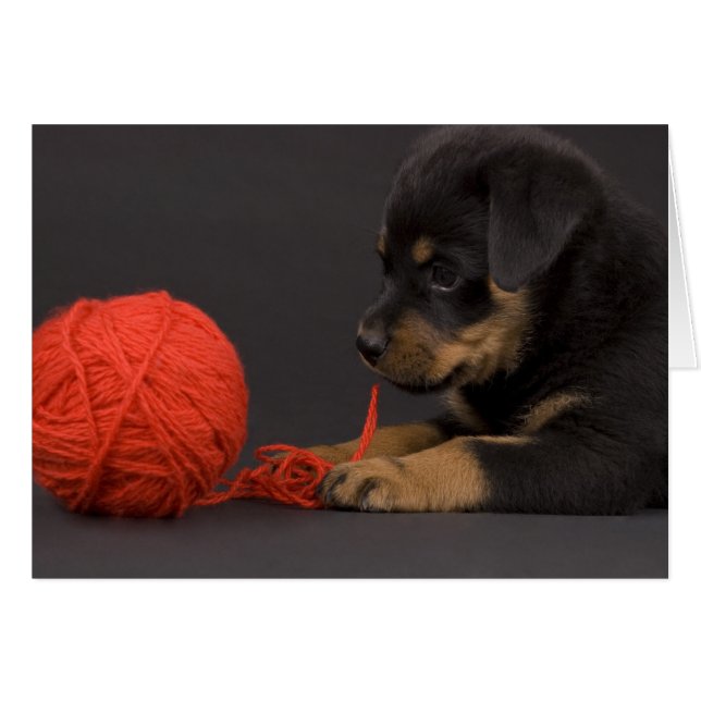 Jouer au chiot 6 (Devant horizontal)