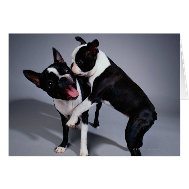 Jouer Boston Terriers (Devant horizontal)