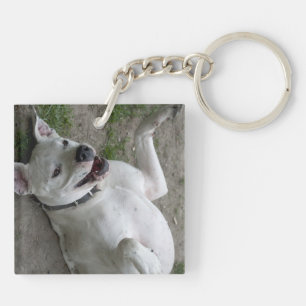 Jouer Dogo Argentino