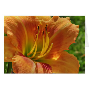 Jour Lily no 1