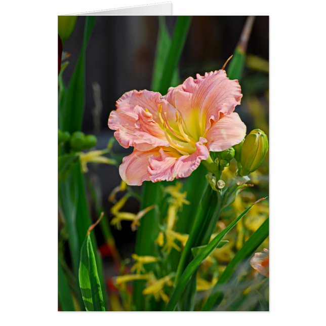 Jour saumon Ruffled Lily (Devant)