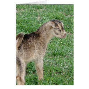 Jour-Vieux Tonnerre de chèvre Enfant