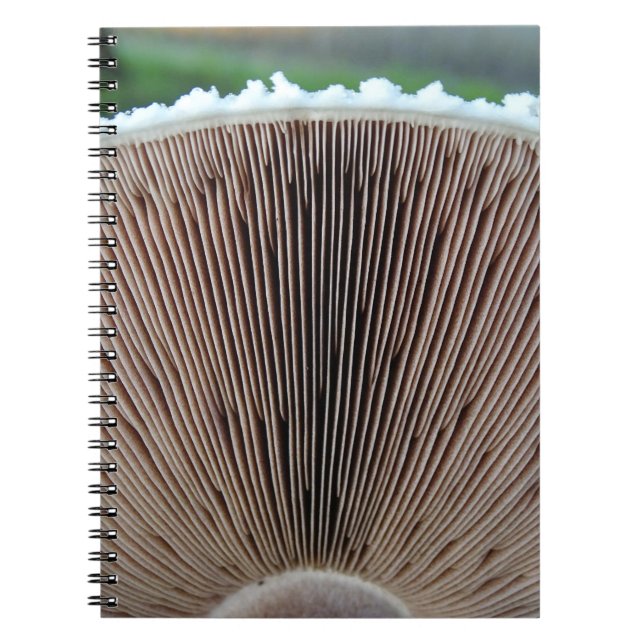Journal de champignon (Devant)