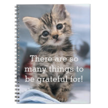 Journal reconnaissant de chaton