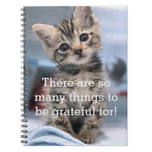 Journal reconnaissant de chaton