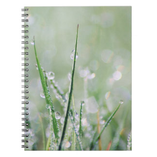 Journal Rosée-Couvert de blanc d'herbe