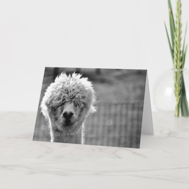 Journée des cheveux mauvais - Carte Alpaca (Devant)