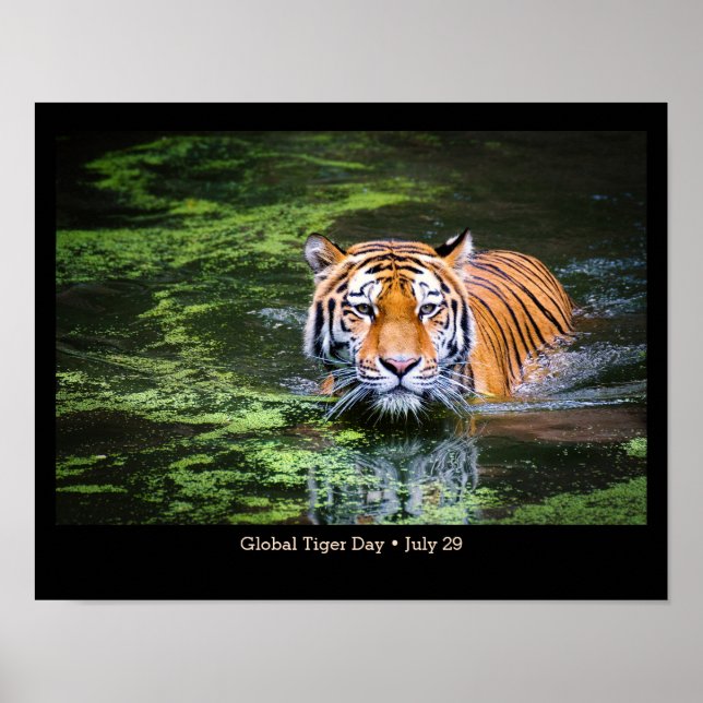 Journée mondiale du tigre, photo TIGER Poster (Devant)