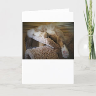 Jours lents, carte