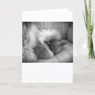 Jours lents, carte