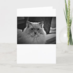Jours lents, carte