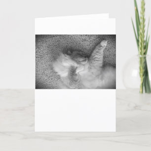 Jours lents, carte