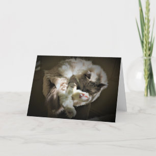 Jours lents, carte