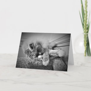 Jours lents, carte