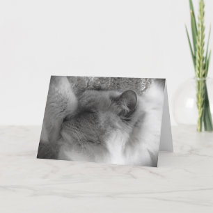 Jours lents, carte