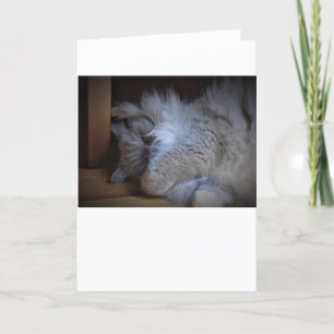 Jours lents, carte