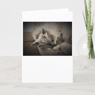Jours lents, carte