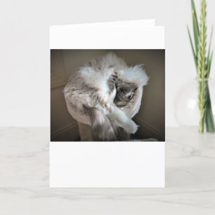 Jours lents, carte