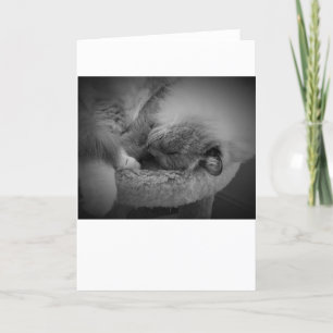 Jours lents, carte