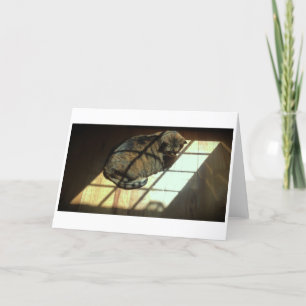 Jours lents, carte