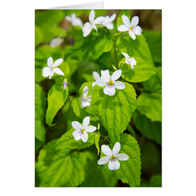 Joyce Kilmer-Slickrock Wilderness (Devant)