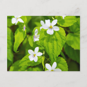 Joyce Kilmer-Slickrock Wilderness Postcard