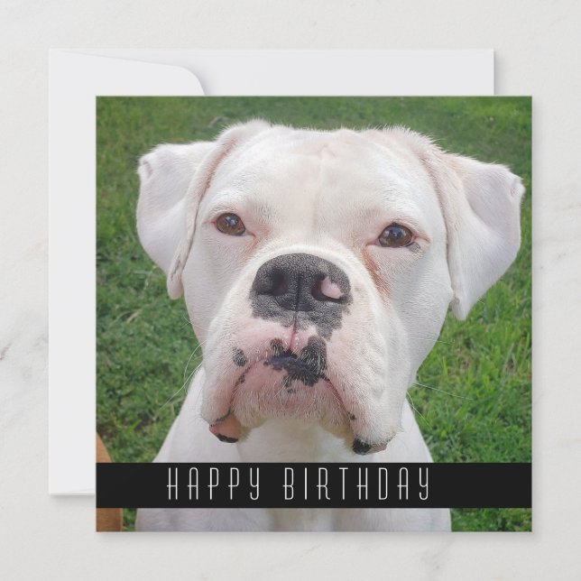 Joyeuses Cartes D'Anniversaire Avec Chiens (Devant)