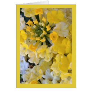 Joyeuses fleurs jaunes - Chanson de Sol. 6:1 Salut
